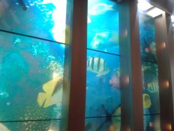 Window Film